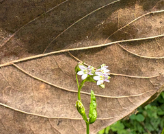 Lobelia cliffortiana