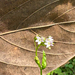 Lobelia cliffortiana