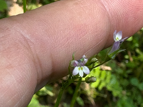 Lobelia cliffortiana, photograph 1