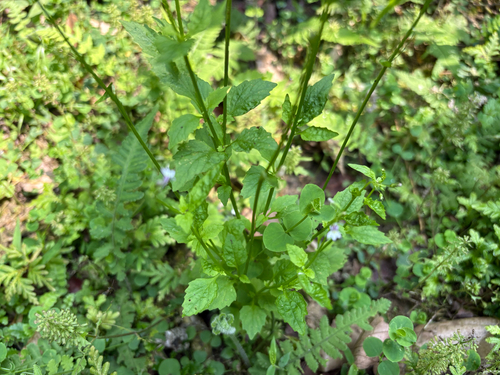 Lobelia cliffortiana, photograph 3