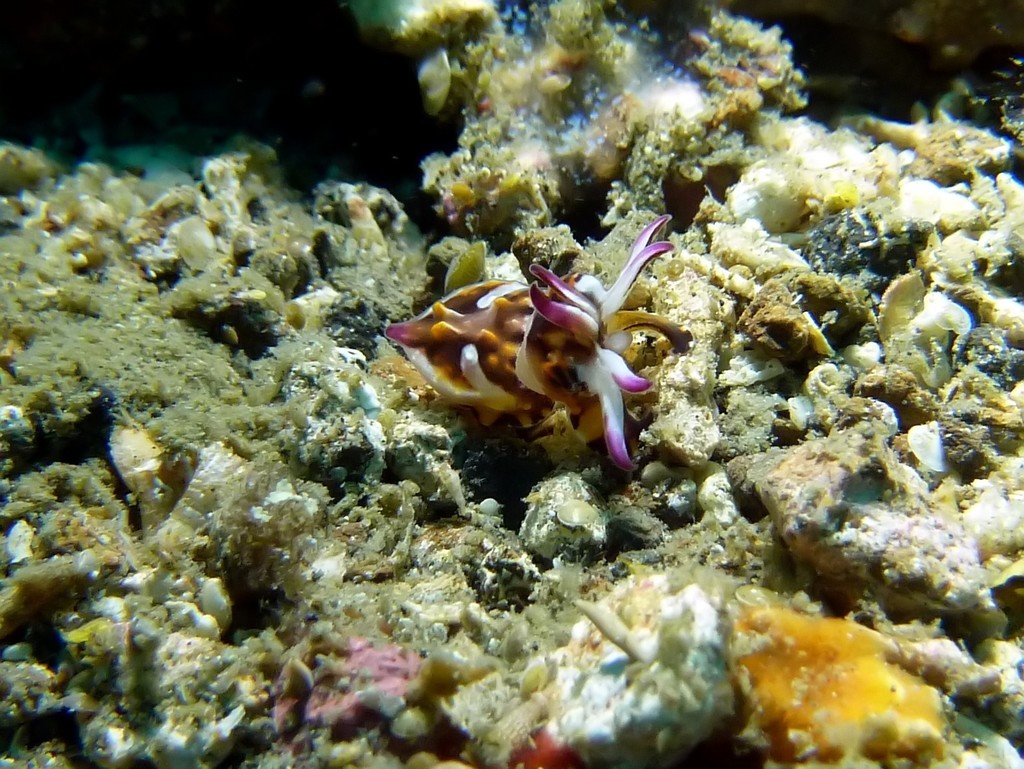 Flamboyant Cuttlefish