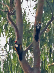 Chrysocolaptes festivus