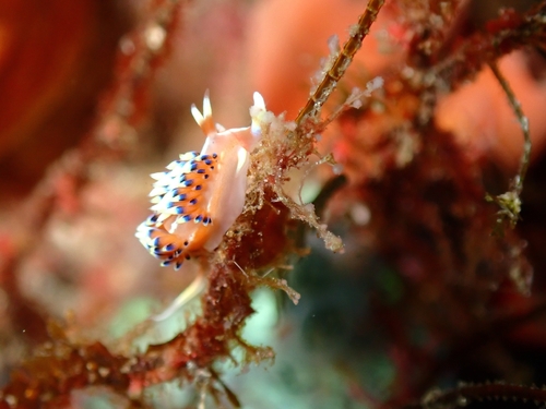 Caloria indica