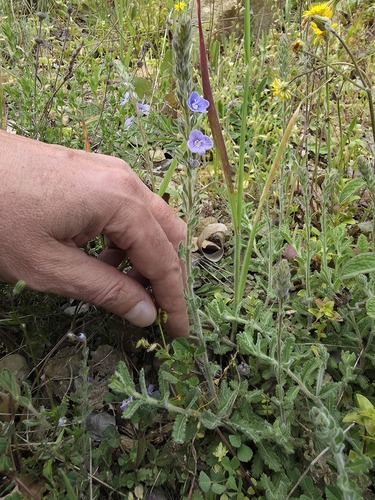 Veronica pectinata