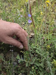 Veronica pectinata