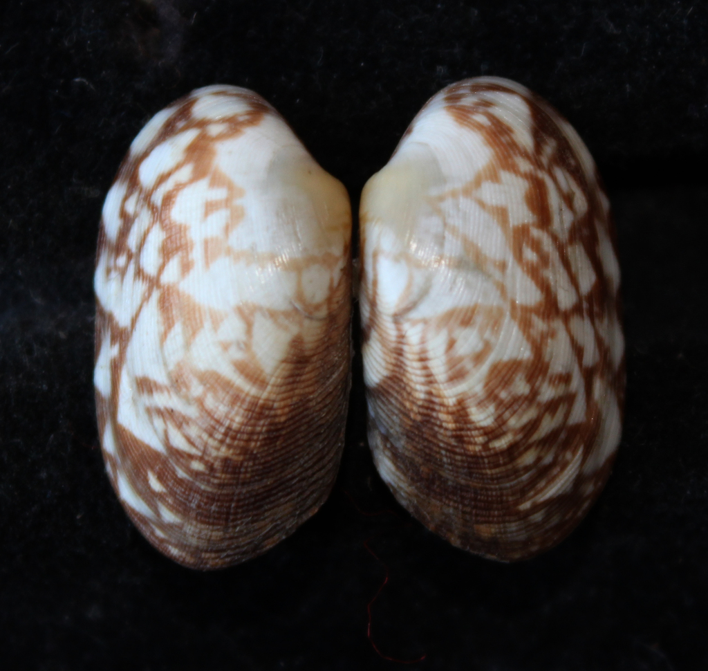 banded carpet shell