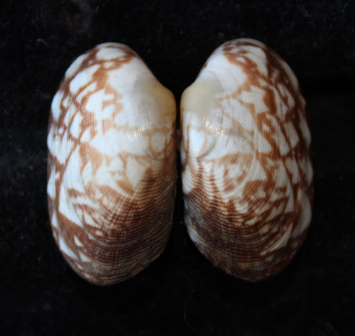 Venerupis geographica
