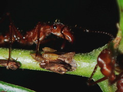 Endoiastus caviceps