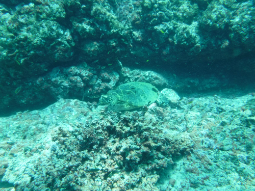 Eretmochelys imbricata