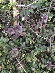 Lamium purpureum
