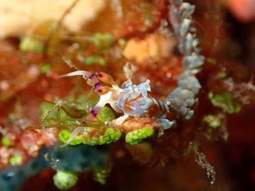 Pteraeolidia semperi
