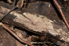 Etheirodon fimbriatum
