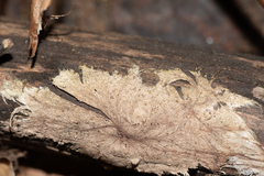 Etheirodon fimbriatum