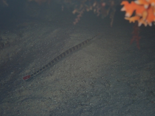Dunckerocampus dactyliophorus