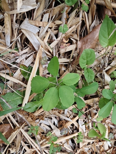 Chocolate vine (Akebia × pentaphylla)