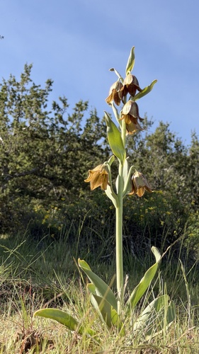 Fritillaria agrestis, photograph 5