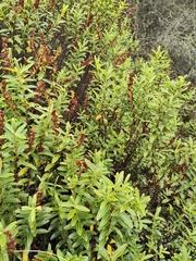 Rakau Veronica (Veronica rakaiensis)