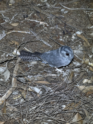 Australian Owlet-nightjar