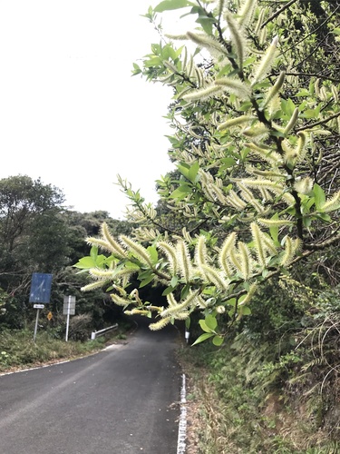 Salix sieboldiana iNat (1)