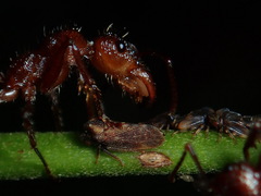 Endoiastus caviceps