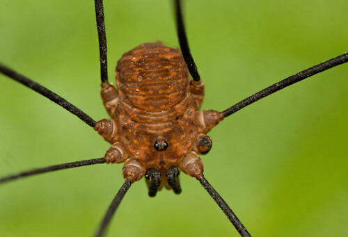 Aggregating Harvestman