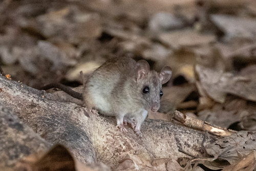 Rattus rattus observed 2026-04-21