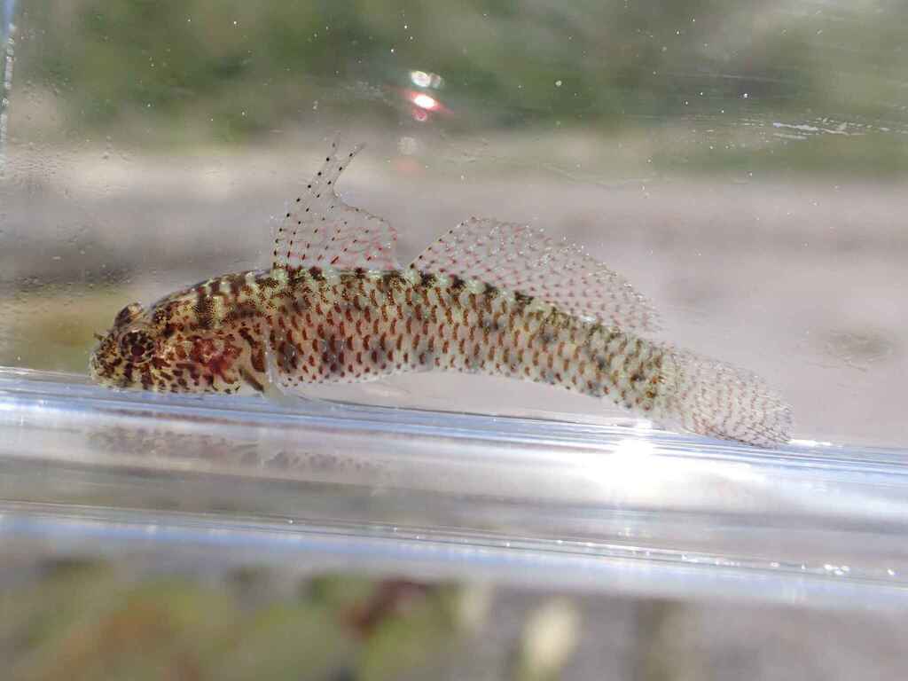 Sand-Table Dwarfgoby