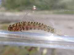 Sand-Table Dwarfgoby photo 1
