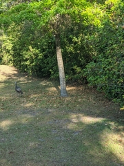 Meleagris gallopavo osceola