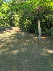 Meleagris gallopavo osceola