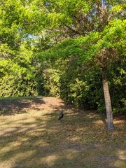 Meleagris gallopavo osceola