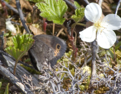 Erebia disa
