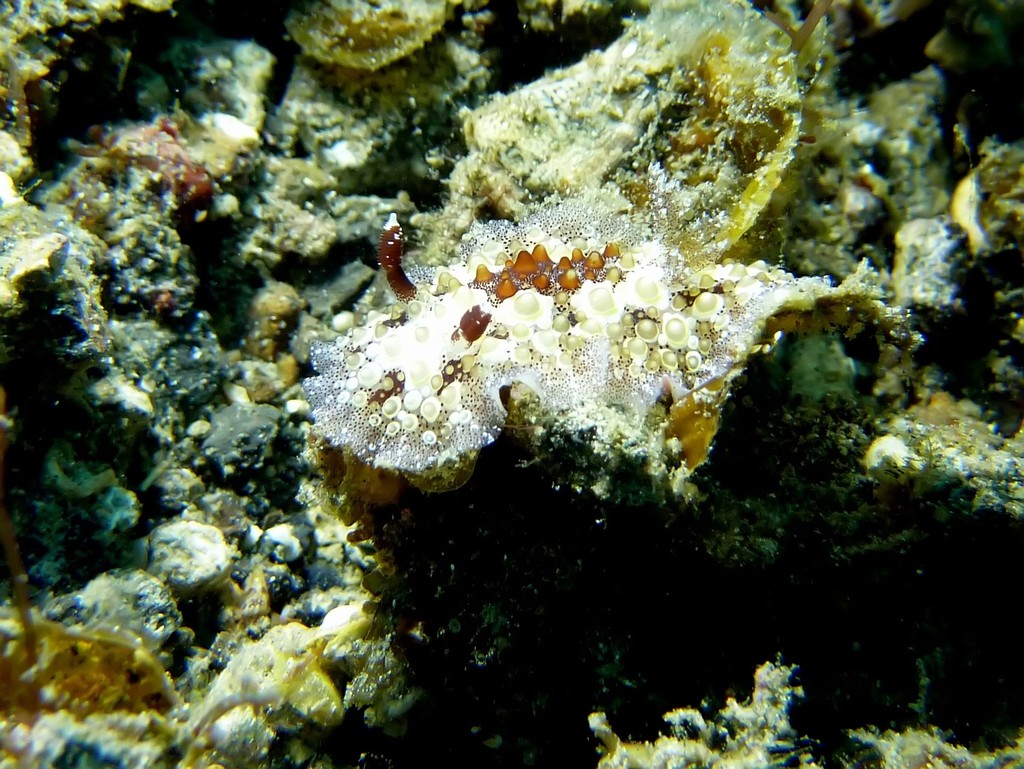 Carminodoris estrelyado