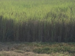 Echinochloa pyramidalis