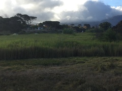 Echinochloa pyramidalis