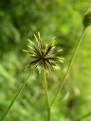 Bidens pilosa image