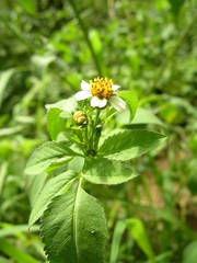 Bidens pilosa image