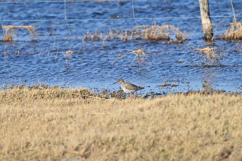 Common Redshank