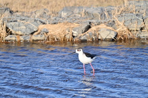 Black-winged Stilt