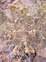 Buddleja utahensis