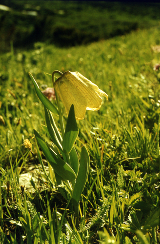 Fritillaria pallidiflora