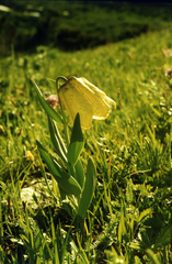 Fritillaria pallidiflora