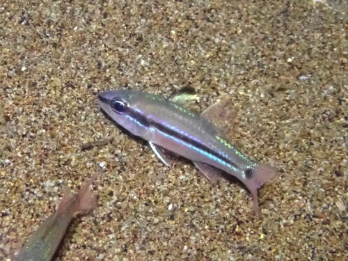 ヒトスジイシモチ
