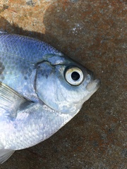 Hyperprosopon ellipticum