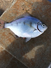 Hyperprosopon ellipticum