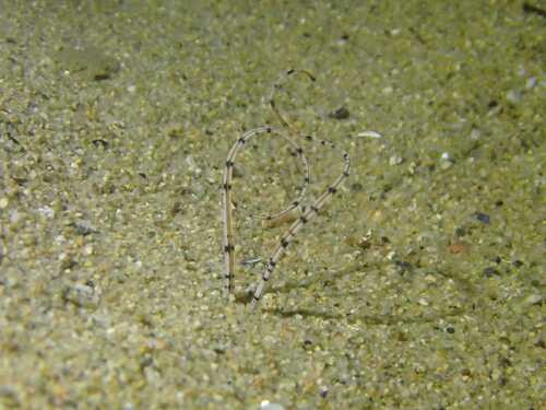 Mesochaetopterus observed 2026-04-21