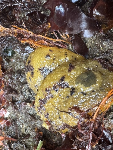 Doris montereyensis