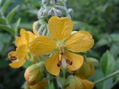 Senna hirsuta image