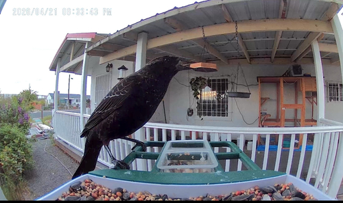 Red-winged Blackbird
