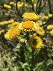Helichrysum cooperi